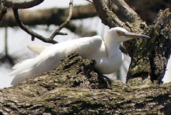 Egretta garzetta dimorpha