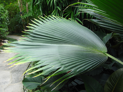 Pritchardia pacifica