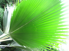 Pritchardia pacifica