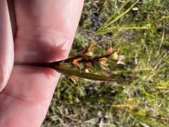 Scleria muehlenbergii