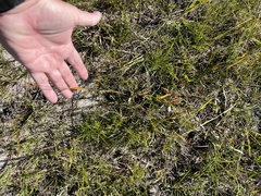 Scleria muehlenbergii