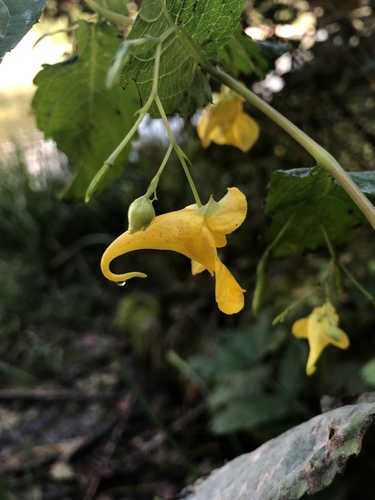 Obični nedirak (Impatiens noli-tangere)