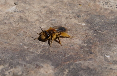 Leioproctus fulvescens