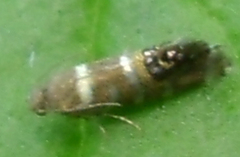 Glyphipteriginae