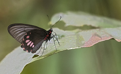 Parides