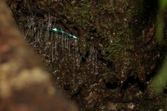 Arachnocampa luminosa