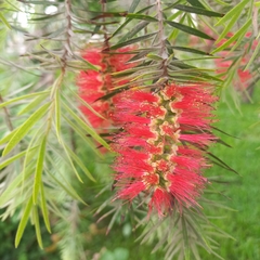 Callistemon