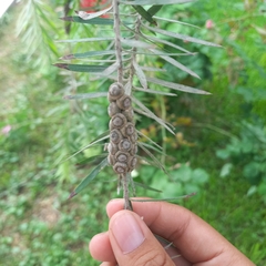 Callistemon