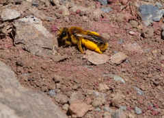Leioproctus fulvescens