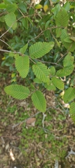 Nothofagus alpina