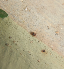 Scymnobius galapagoensis