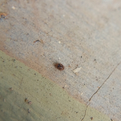 Scymnobius galapagoensis