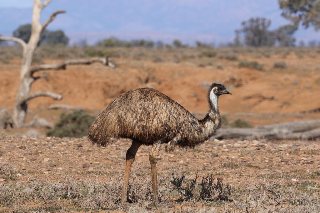 Emu