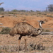 Emú Australiano - Photo (c) Donald Hobern, algunos derechos reservados (CC BY)
