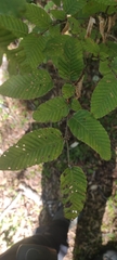 Nothofagus alpina
