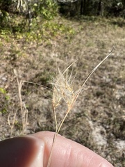 Andropogon capillipes