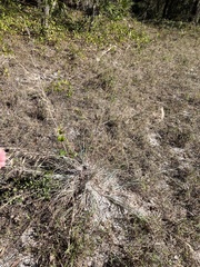 Andropogon capillipes