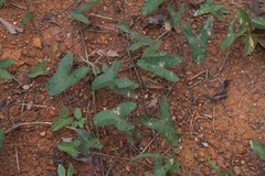 Ipomoea setifera
