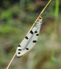 Myrmeleon erythrocephalus