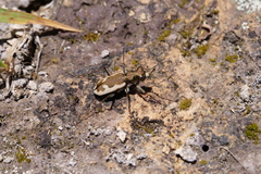 Neocicindela latecincta