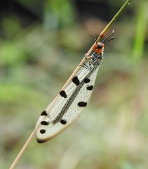 Myrmeleon erythrocephalus