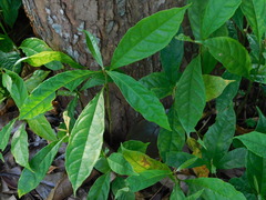 Terminalia bellirica