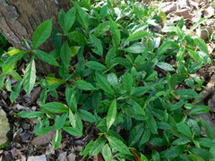 Terminalia bellirica