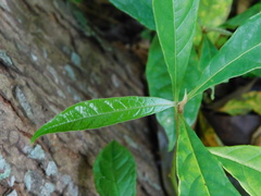 Terminalia bellirica