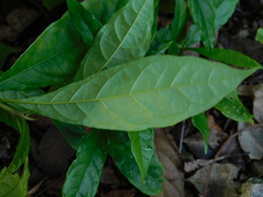 Terminalia bellirica