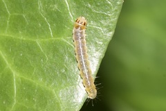 Cryptoptila immersana