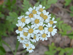 Tanacetum