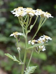 Tanacetum