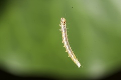 Cryptoptila immersana