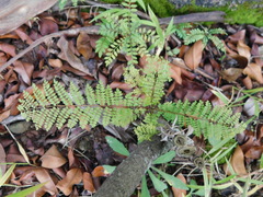 Jacaranda mimosifolia