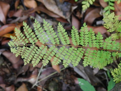 Jacaranda mimosifolia