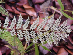 Jacaranda mimosifolia