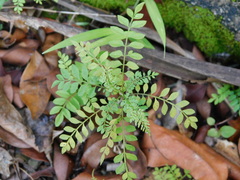 Jacaranda mimosifolia