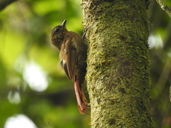 Glyphorynchus spirurus