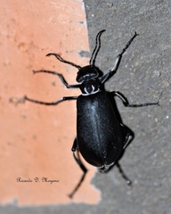 Epicauta vidua