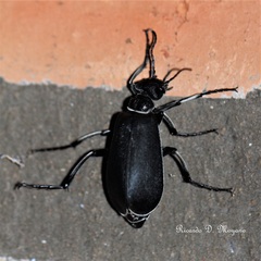 Epicauta vidua