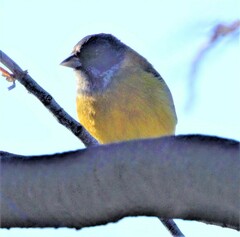 Phrygilus patagonicus