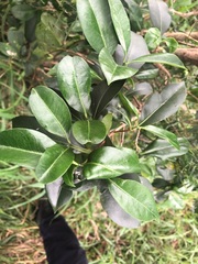 Triflorensia cameronii