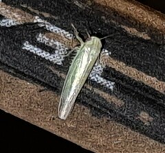 Cofana spectra