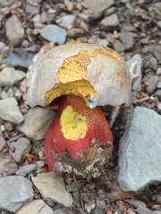 Rubroboletus