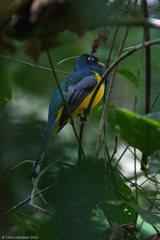 Trogon rufus