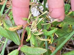 Kalmia polifolia