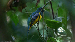Trogon rufus