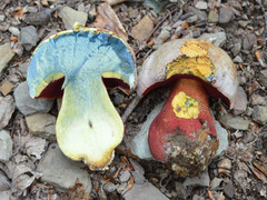 Rubroboletus