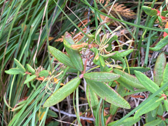 Kalmia polifolia