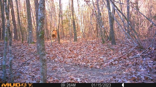 Domestic Dog photographed in Alabama